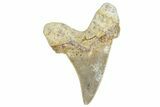 Serrated Sokolovi (Auriculatus) Shark Tooth - Dakhla, Morocco #249686-1